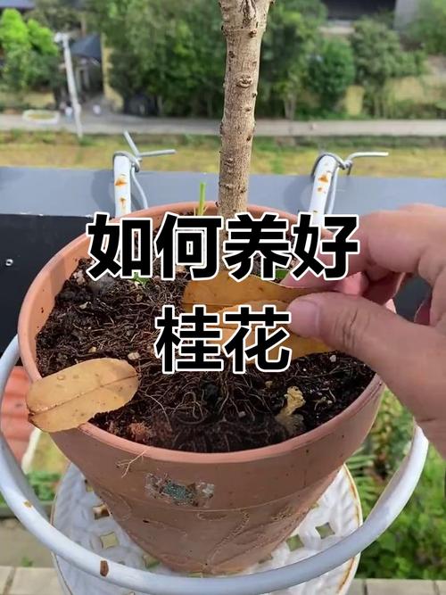 桂花春天怎么管理？桂花春天施肥养护？-第2张图片-优品飞百科