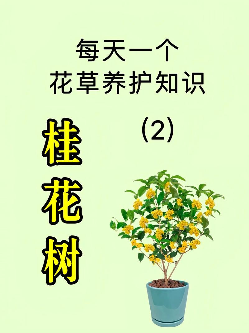 桂花春天怎么管理？桂花春天施肥养护？-第3张图片-优品飞百科