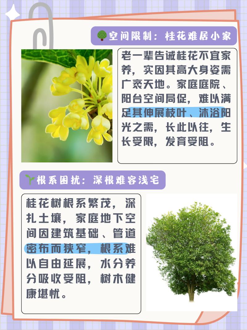 桂花春天怎么管理？桂花春天施肥养护？-第4张图片-优品飞百科