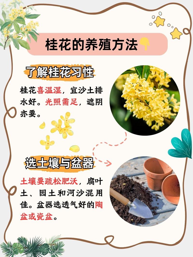 桂花春天怎么管理？桂花春天施肥养护？-第5张图片-优品飞百科