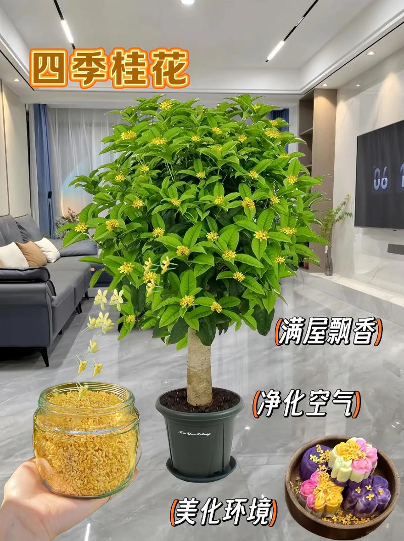 桂花春天怎么管理？桂花春天施肥养护？-第6张图片-优品飞百科
