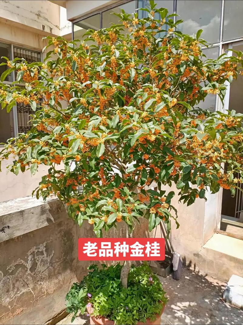 桂花春天怎么管理？桂花春天施肥养护？-第7张图片-优品飞百科