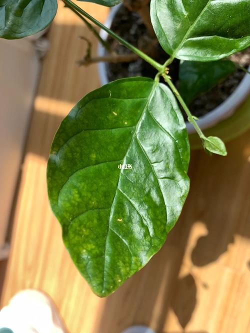 茉莉为什么叶子皱皱的，茉莉花的叶片为什么又乾又皱的