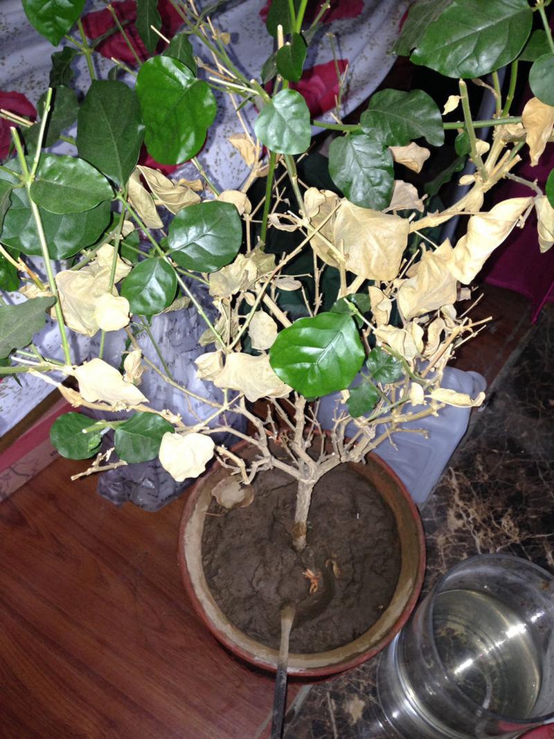 茉莉为什么叶子皱皱的，茉莉花的叶片为什么又乾又皱的-第3张图片-优品飞百科