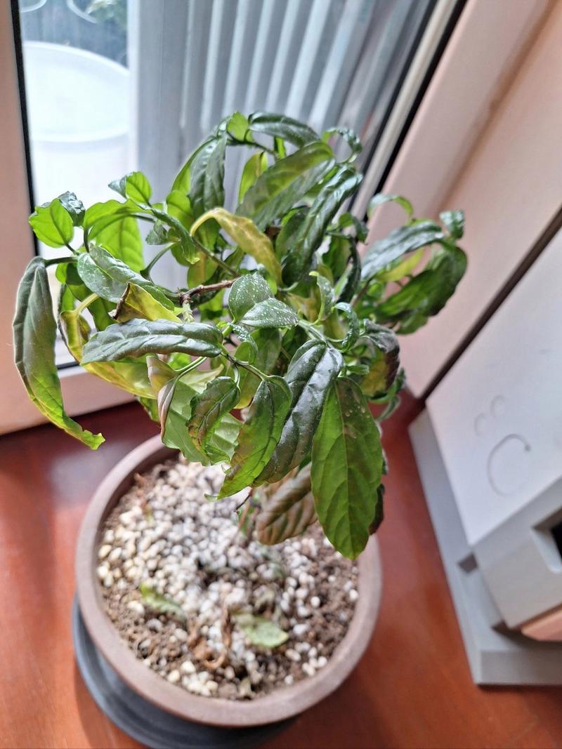 茉莉为什么叶子皱皱的，茉莉花的叶片为什么又乾又皱的-第5张图片-优品飞百科