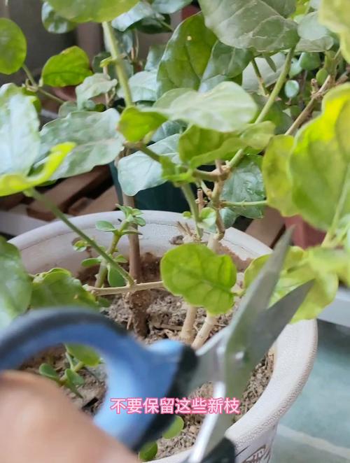 茉莉为什么叶子皱皱的，茉莉花的叶片为什么又乾又皱的-第6张图片-优品飞百科