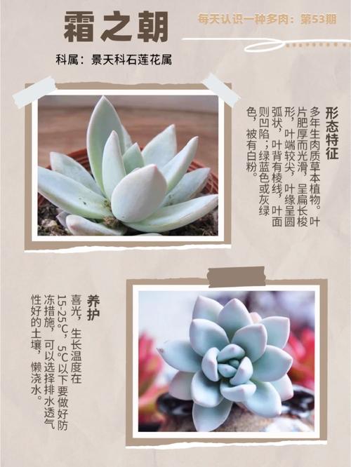 新买的霜之朝怎么养，霜之朝掉叶子怎么回事-第2张图片-优品飞百科