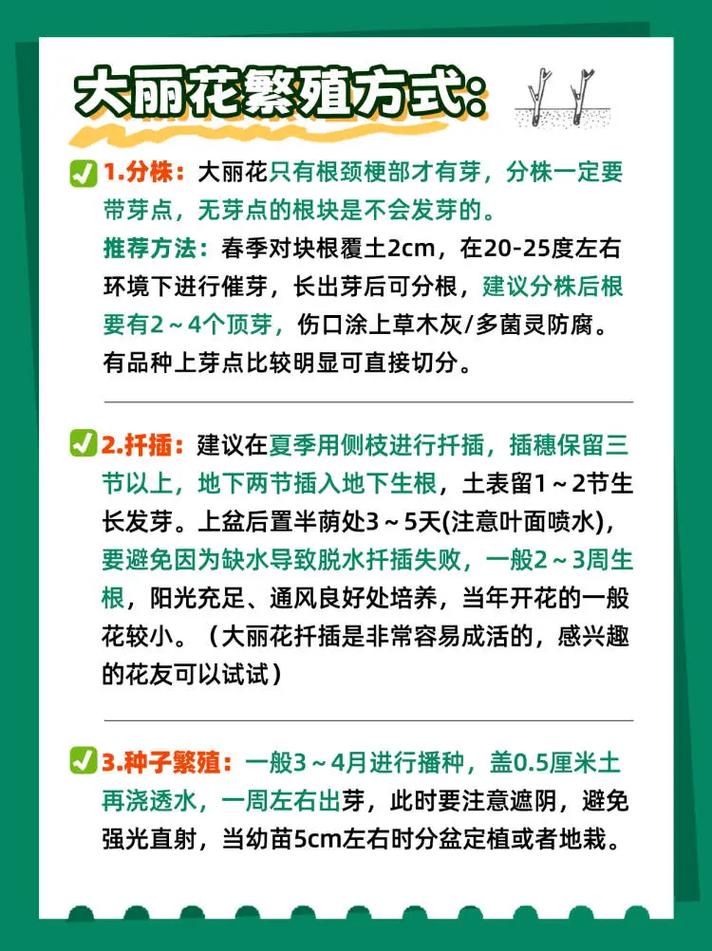 大丽花秋天怎么养，大丽花是秋植花卉吗-第2张图片-优品飞百科