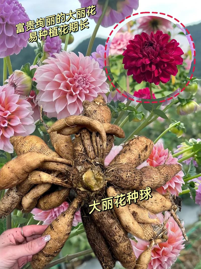 大丽花秋天怎么养，大丽花是秋植花卉吗