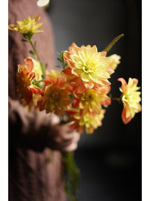 大丽花秋天怎么养，大丽花是秋植花卉吗-第4张图片-优品飞百科