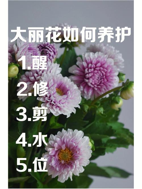 大丽花秋天怎么养，大丽花是秋植花卉吗-第6张图片-优品飞百科