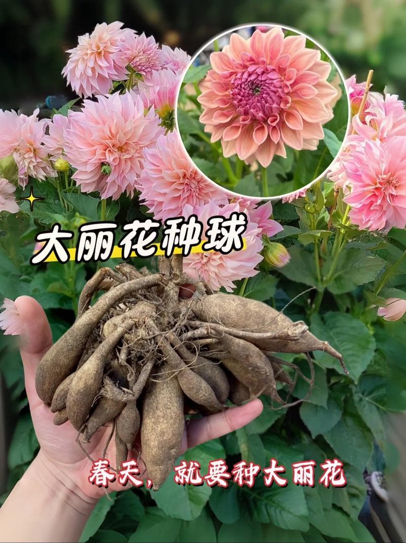大丽花秋天怎么养，大丽花是秋植花卉吗-第7张图片-优品飞百科