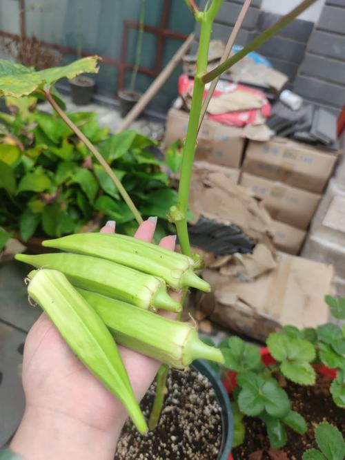 银皇后秋天怎么养，银皇后盆栽-第4张图片-优品飞百科