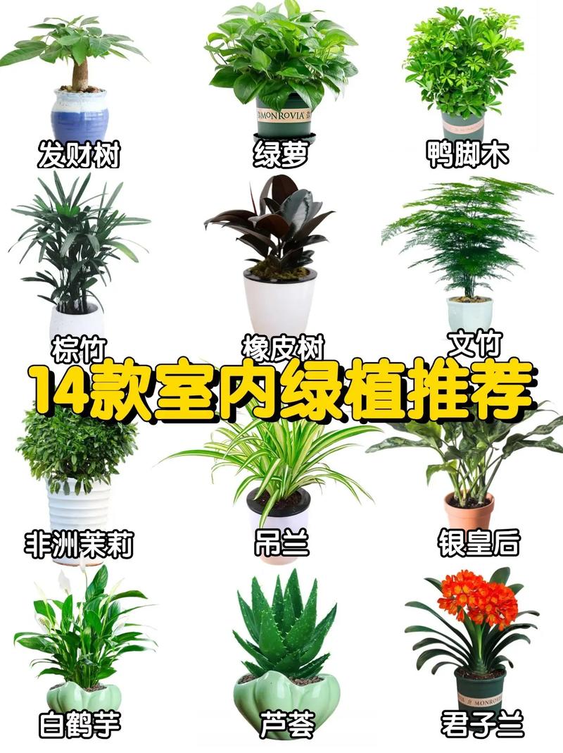 银皇后秋天怎么养，银皇后盆栽-第6张图片-优品飞百科