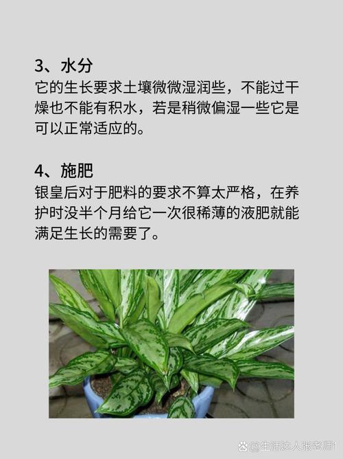 银皇后秋天怎么养，银皇后盆栽-第7张图片-优品飞百科