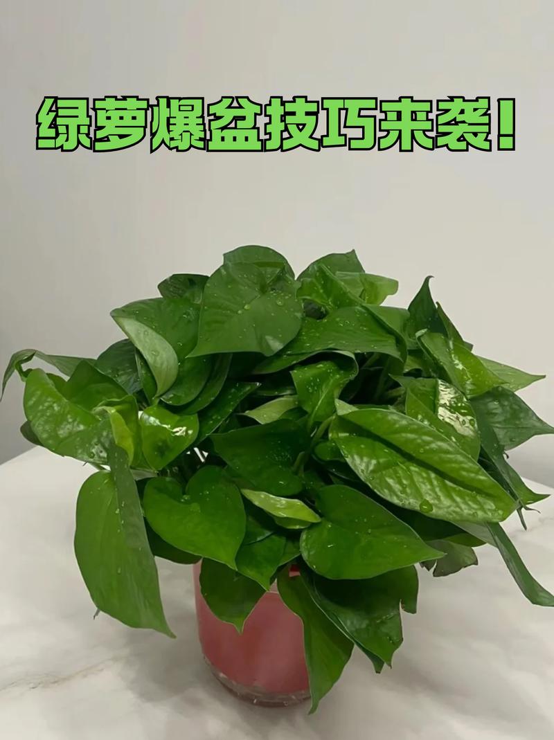 怎么让绿萝长得快？怎么让绿萝长得快些？