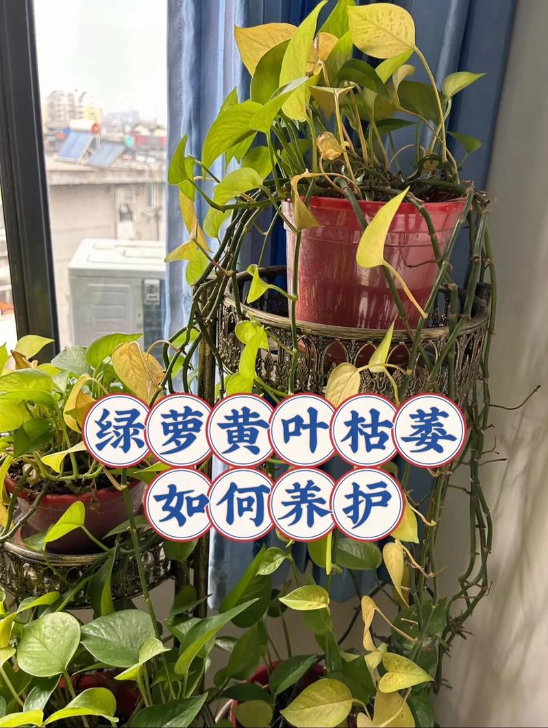 怎么让绿萝长得快？怎么让绿萝长得快些？-第2张图片-优品飞百科