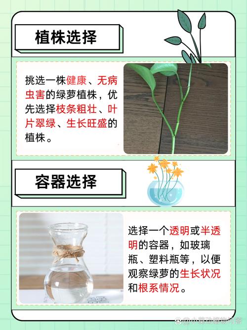 怎么让绿萝长得快？怎么让绿萝长得快些？-第5张图片-优品飞百科