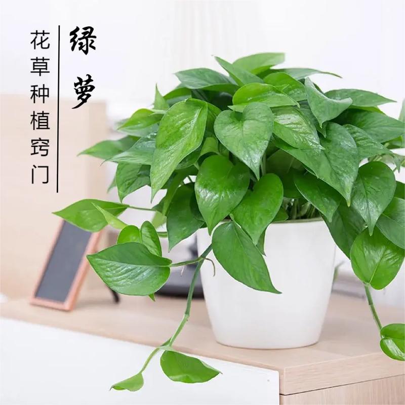 怎么让绿萝长得快？怎么让绿萝长得快些？-第6张图片-优品飞百科