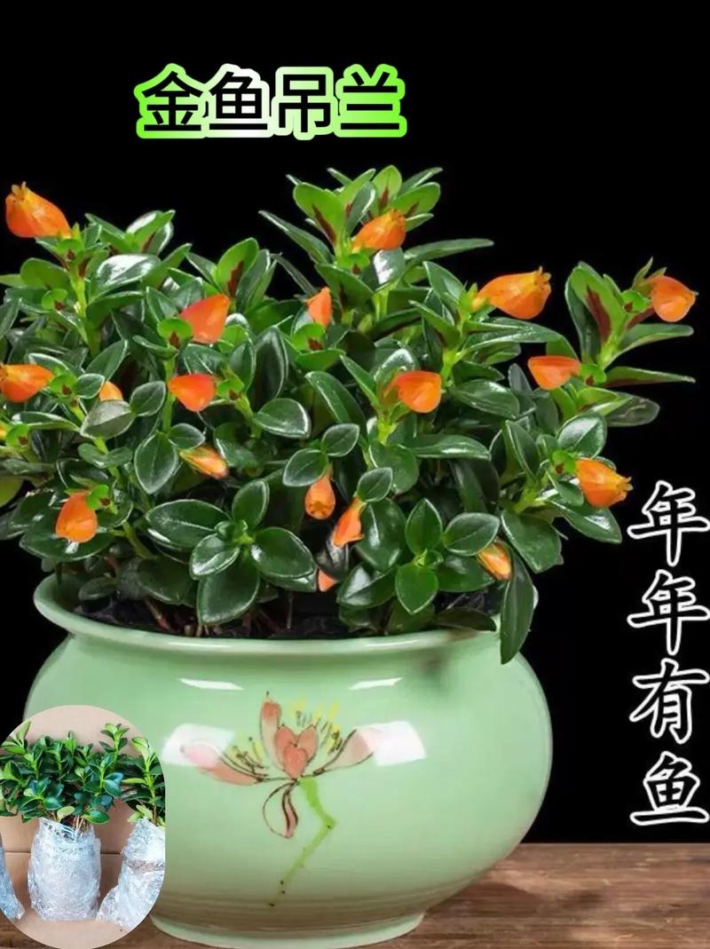 吊兰开花了怎么打理，吊兰开花怎么养护
