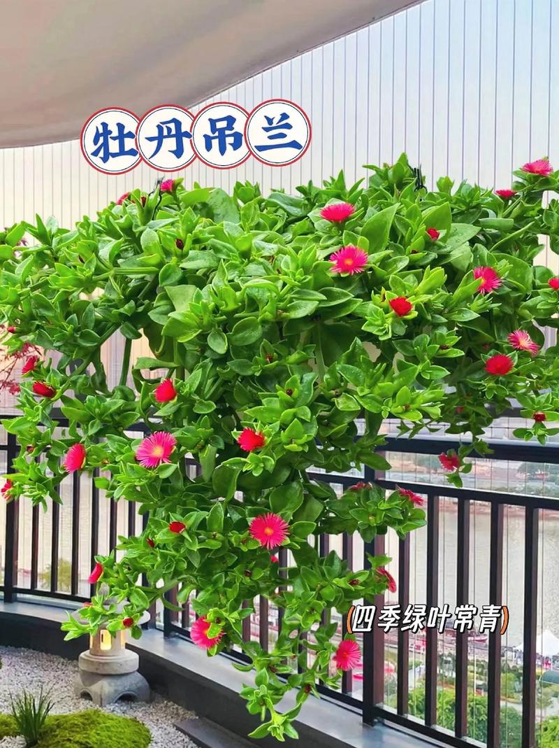 吊兰开花了怎么打理，吊兰开花怎么养护-第2张图片-优品飞百科
