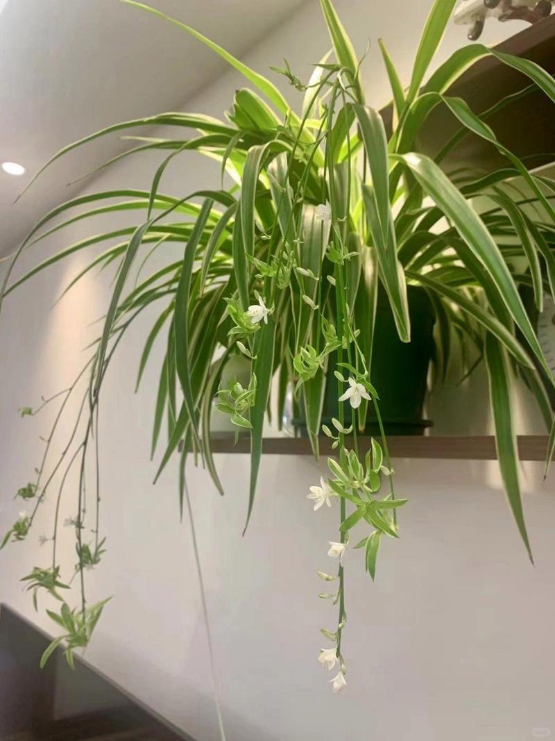 吊兰开花了怎么打理，吊兰开花怎么养护-第5张图片-优品飞百科
