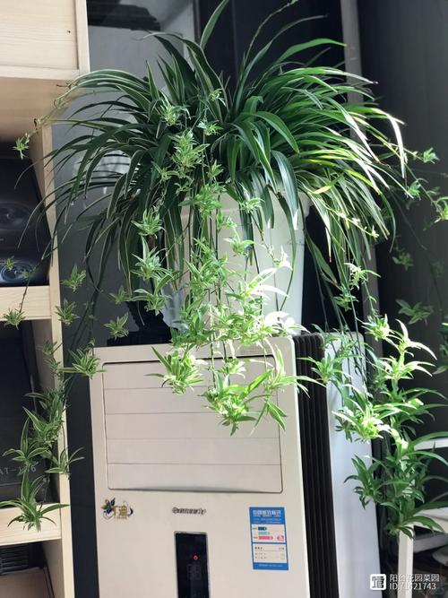 吊兰开花了怎么打理，吊兰开花怎么养护-第6张图片-优品飞百科