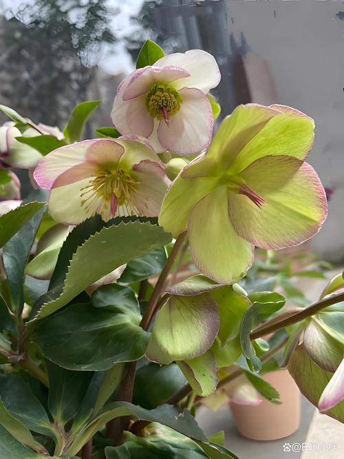 铁筷子怎么养？铁筷子怎么养开花？-第3张图片-优品飞百科