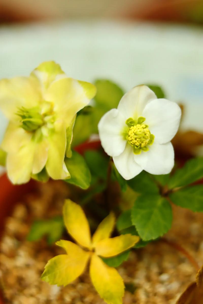 铁筷子怎么养？铁筷子怎么养开花？-第4张图片-优品飞百科
