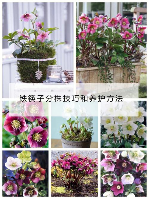 铁筷子怎么养？铁筷子怎么养开花？-第5张图片-优品飞百科