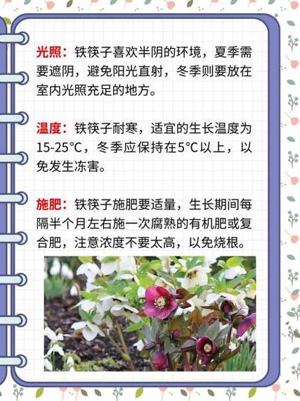 铁筷子怎么养？铁筷子怎么养开花？-第6张图片-优品飞百科
