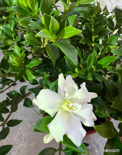 栀子花洗根缓苗多久，栀子花洗根缓苗多久施肥？