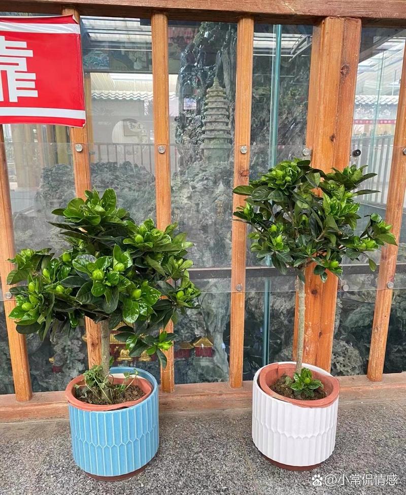 栀子花洗根缓苗多久，栀子花洗根缓苗多久施肥？-第2张图片-优品飞百科