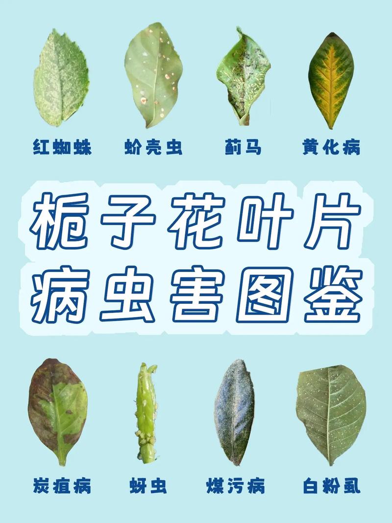 栀子花洗根缓苗多久，栀子花洗根缓苗多久施肥？-第3张图片-优品飞百科