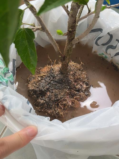 栀子花洗根缓苗多久，栀子花洗根缓苗多久施肥？-第4张图片-优品飞百科
