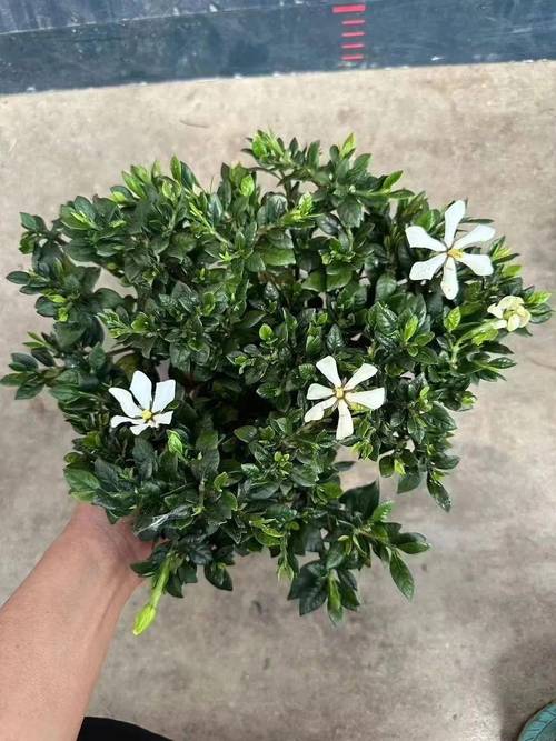 栀子花洗根缓苗多久，栀子花洗根缓苗多久施肥？-第5张图片-优品飞百科