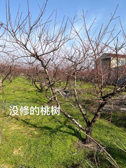 桃树枝接嫁方法，桃树枝接嫁方法有哪些？-第6张图片-优品飞百科