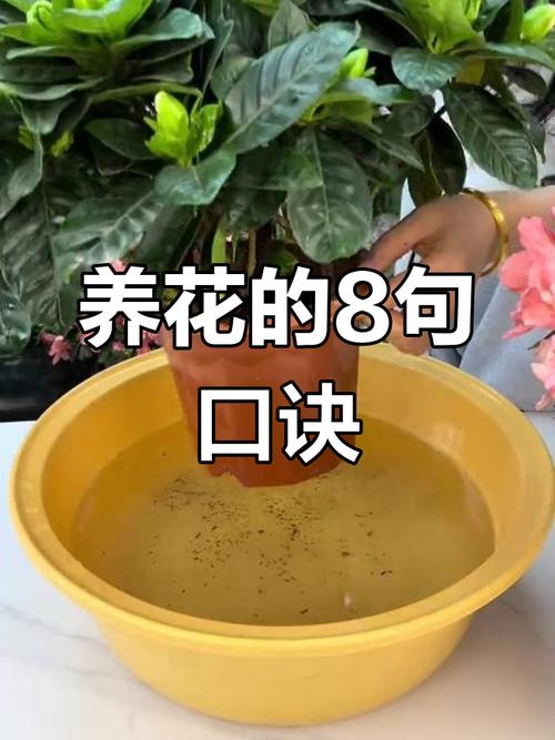 养花浇水施肥技巧，养花浇水施肥技巧图解