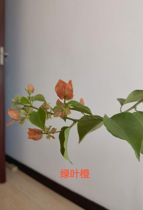 养花浇水施肥技巧，养花浇水施肥技巧图解-第4张图片-优品飞百科