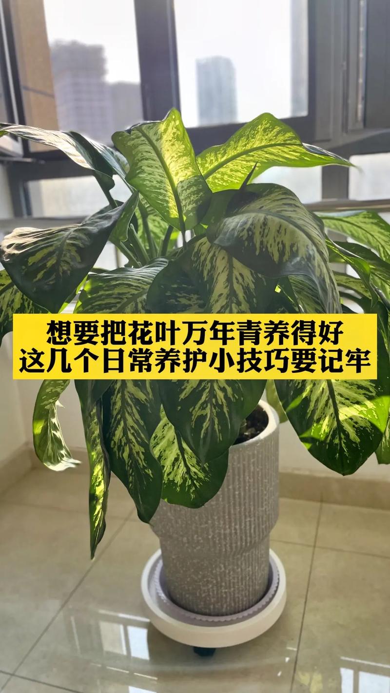 养花浇水施肥技巧，养花浇水施肥技巧图解-第6张图片-优品飞百科