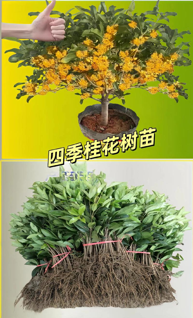 怎样给盆栽桂花施肥？盆栽桂花施肥用什么肥料？-第2张图片-优品飞百科