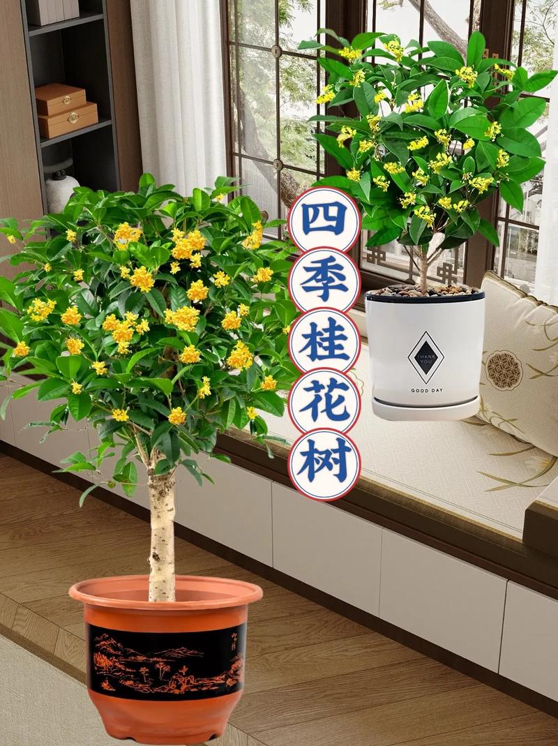 怎样给盆栽桂花施肥？盆栽桂花施肥用什么肥料？-第3张图片-优品飞百科