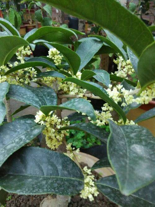 怎样给盆栽桂花施肥？盆栽桂花施肥用什么肥料？-第4张图片-优品飞百科