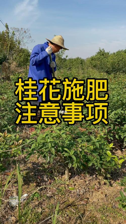 怎样给盆栽桂花施肥？盆栽桂花施肥用什么肥料？-第5张图片-优品飞百科