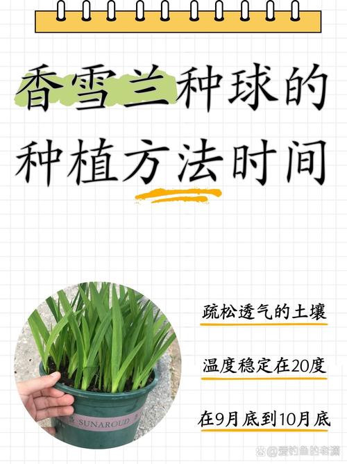 如何种植香草兰，香草兰怎么种？
