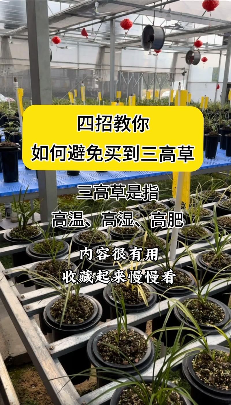 如何种植香草兰，香草兰怎么种？-第2张图片-优品飞百科