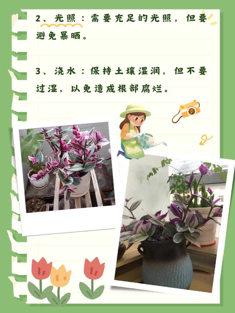 如何种植香草兰，香草兰怎么种？-第5张图片-优品飞百科
