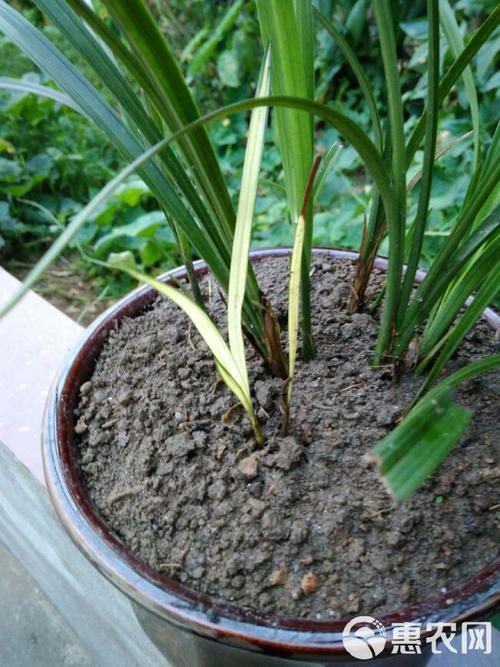 如何种植香草兰，香草兰怎么种？-第6张图片-优品飞百科