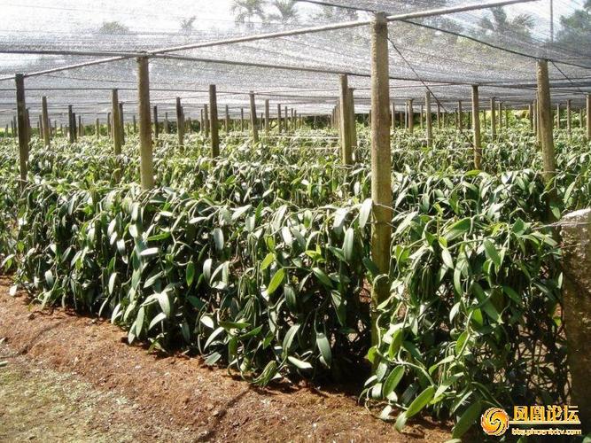 如何种植香草兰，香草兰怎么种？-第7张图片-优品飞百科
