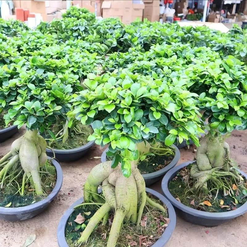 人参榕树盆景怎么养，人参榕树盆景怎么养比较好-第2张图片-优品飞百科